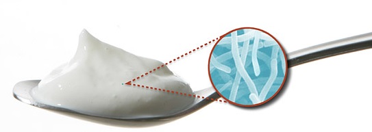 bakteri baik di yogurt yakult